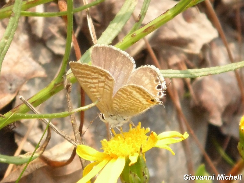 La vita in un fiore (Senecio inaequidens)